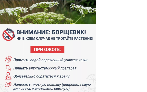 Опасный борщевик Сосновского: угроза для жителей!